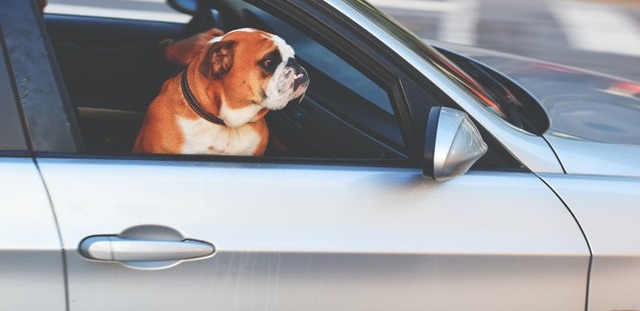 Viajar con perros en el coche